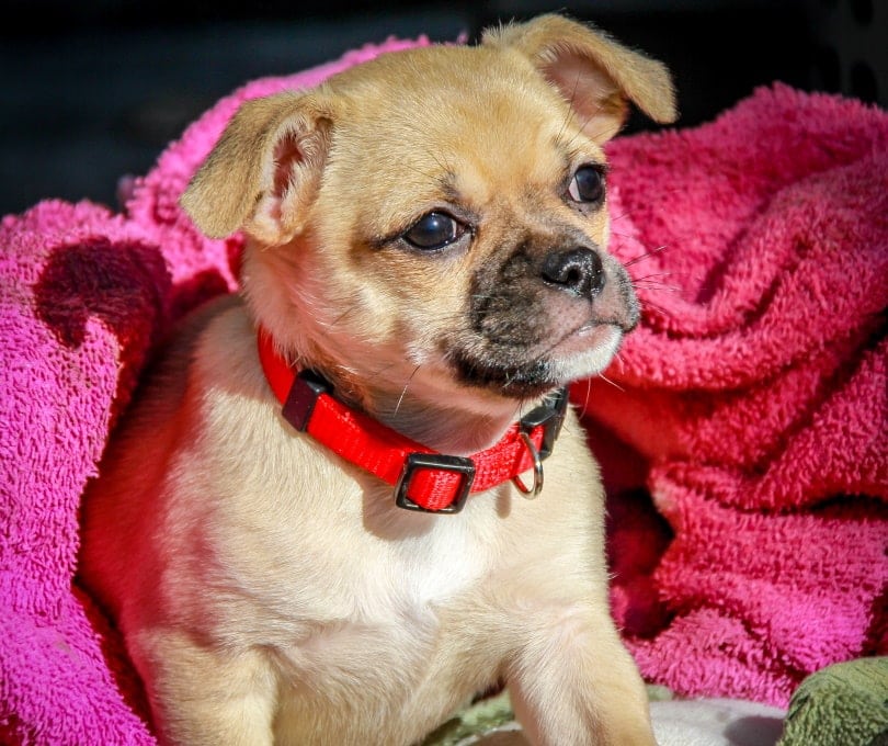Chihuahua and Pug Mix